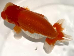 ■豊橋/米澤二郎当歳15ｃｍ前後 厳選メス【赤勝更紗】抱卵中