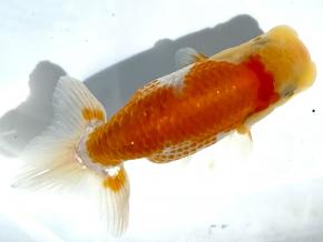 東京らんちゅう会長魚/当歳11cm前後メス 【別格】 BIG