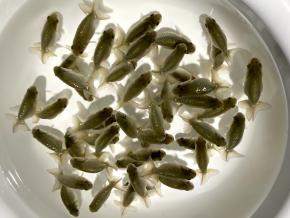 ■工藤100%/菅野敏夫 黒仔4.0cm前後50尾【お得な種魚】