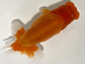 ■将軍らんちゅう当歳16cm前後オス【会用】