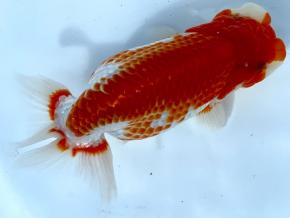 ■将軍らんちゅう当歳14cm前後メス【別格】腹鹿の子の品格ある魚