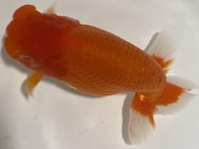 ■将軍らんちゅう当歳16cm前後メス【会用】