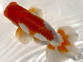 ■将軍らんちゅう当歳13cm前後オス【特選魚】極上