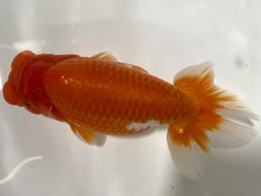 ■将軍らんちゅう当歳16cm前後メス【会用】