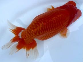 沼津/山ノ内勝己 当歳16cm前後メス【会用】