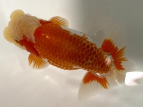 ■将軍らんちゅう当歳15cm前後オス【特選魚】極美腹鹿の子