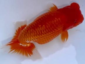 沼津/山ノ内勝己 当歳13cm前後オス【特選上種】