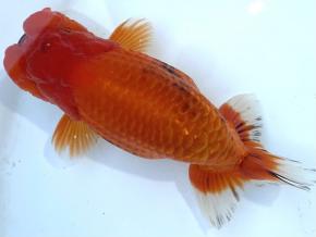 沼津/山ノ内勝己 当歳13cm前後オス【特選上種】