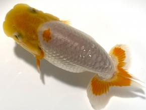 取扱金魚一覧｜【金魚一道】金魚・らんちゅう販売店・通販