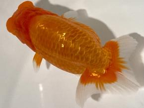 ■将軍らんちゅう当歳14cm前後メス【特選魚】極太