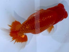 沼津/山ノ内勝己 当歳13cm前後オス【特選上種】