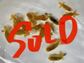 皇帝らんちう黒仔6cm前後15尾前後【会用混】￥5500-