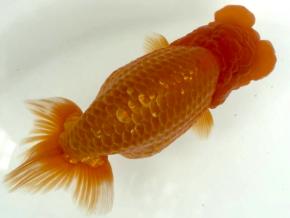 愛媛/竹内誠司 当歳15cm前後メス【特選魚】