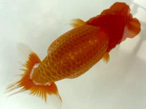 愛媛/竹内誠司 当歳15cm前後メス【特選魚】