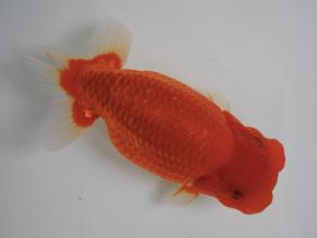 ■将軍らんちゅう当歳14cm前後メス【会用】