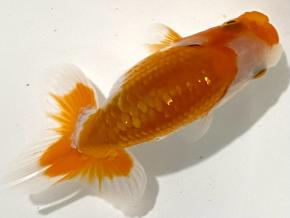 埼玉/森相優 当歳9.0cm前後メス【別格】