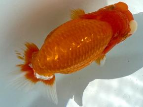 埼玉/森相優 当歳14cm前後メス【会用】