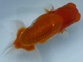 埼玉/森相優 当歳13cm前後メス【会用】