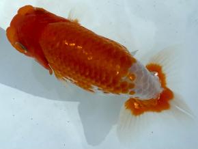 埼玉/森相優 当歳13cm前後オス【会用】