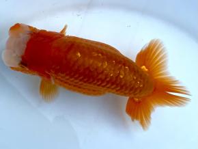 小澤らんちう当歳13cm前後オス【特選魚】