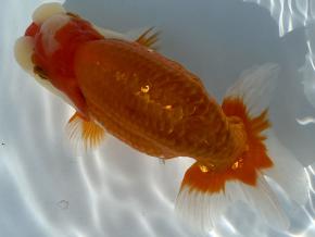 埼玉/森相優 当歳14cm前後オス【会用】