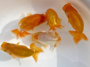 ■工藤千尋◾️当歳9.0cm前後5尾 全魚背腰綺麗な四つ尾梶2枚