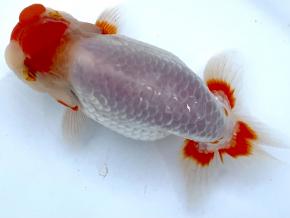 ■将軍らんちゅう当歳13cm前後メス【会用】