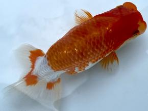 ■将軍らんちゅう当歳14cm前後メス【会用】