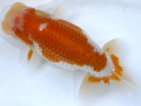 ■将軍らんちゅう当歳13.5cm前後オス【会用】