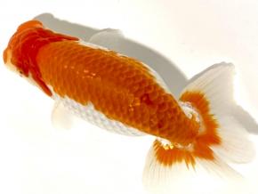 ■将軍らんちゅう当歳14cm前後オス【別格】極太系将来有望！