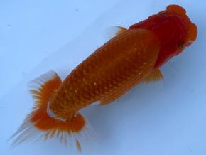 ■将軍らんちゅう当歳13cm前後オス【会用】