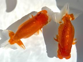 愛知/鷲津寿典/ニ歳15ｃｍ前後2尾【品評会:研究会:極種】