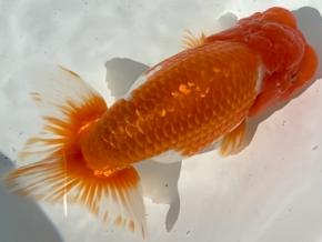 ■将軍らんちゅうニ歳17cm前後オス【特選魚】