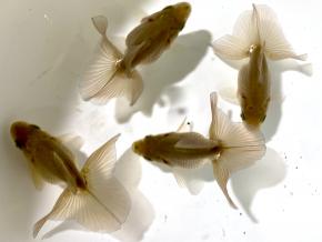 ■東京土佐錦 当歳7.0㎝前後極上4尾【会用】丸鉢優良魚 品川忠洋