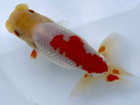 西日本らんちう当歳13cm前後メス【会用】