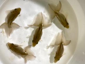 ■東京土佐錦 当歳6.0㎝前後極上5尾【会用】丸鉢優良魚 品川忠洋