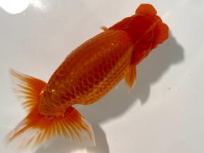 愛媛/竹内誠司 当歳14cm前後メス【特選魚】