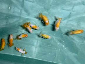 ■フンタン花島忠次氏白系当歳6ｃｍ16尾【会用混】¥9900-