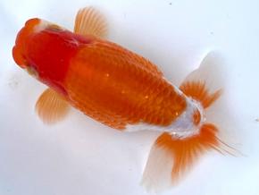 ■将軍らんちゅう当歳12.5cm前後オス【会用】綺麗な更紗