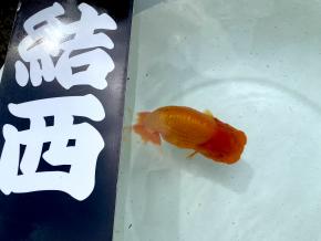 東京らんちゅう会/当歳14cm前後メス【小結西入賞】人気の奥冨耕司