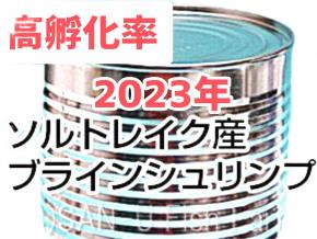 ブラインシュリンプ　2023年度ソルトレイク産