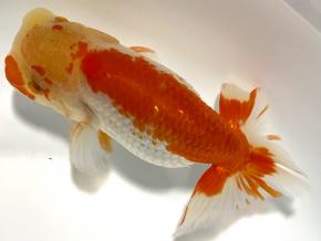 ■将軍らんちゅうニ歳13.5cm前後オス【特選魚】尾形派手