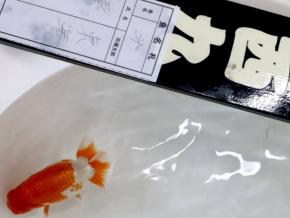 当歳13cm前後メス【10/5開催 錦友会 前頭西九入賞 栗田好埜】
