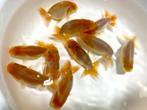 皇帝らんちう更紗当歳7.0cm前後10尾【会用 種用 鑑賞用】