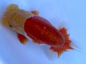 小澤らんちう当歳13cm前後オス【特選魚】