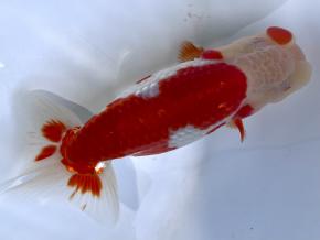 ■将軍らんちゅう当歳13cm前後オス【会用】