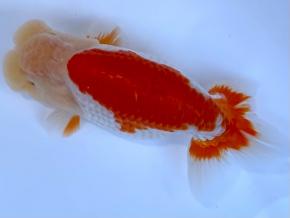 ■将軍らんちゅう当歳14cm前後オス【会用】