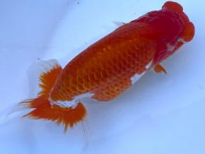 ■将軍らんちゅう当歳14cm前後メス【会用】