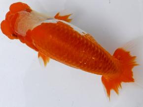 ■将軍らんちゅう当歳14.5cm前後オス【上物】