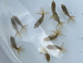 ■東京土佐錦 黒仔2.5㎝前後10尾【会用】丸鉢優良魚 品川忠洋